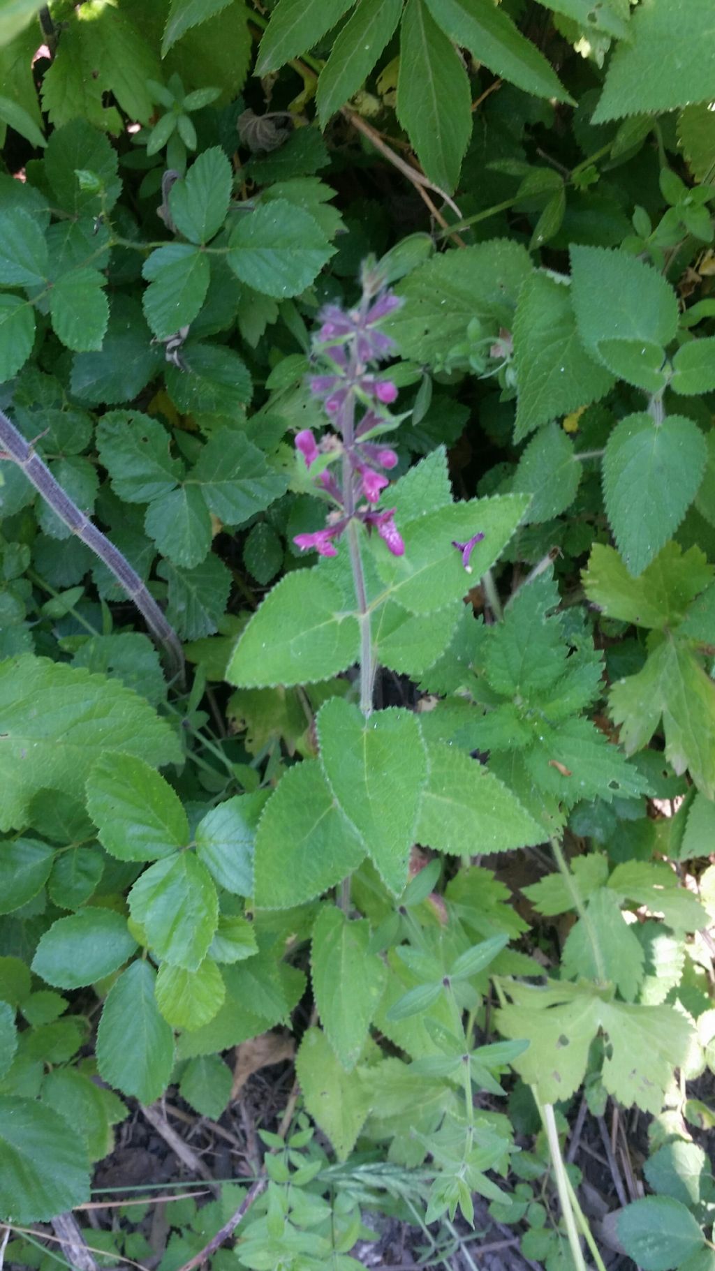 Stachys sylvatica (Lamiaceae)